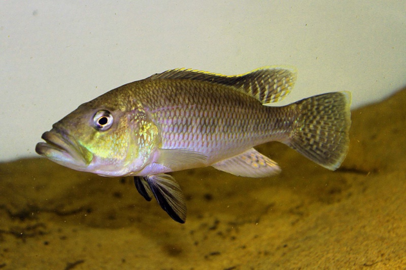 Serranochromis robustus 'Chiofu'